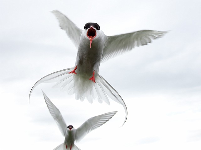 Kstenseeschwalbe Sterna paradisaea Arctic Tern